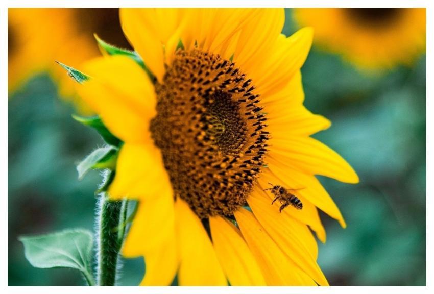 Sunflower Beautiful Flowers Flower Wallpaper Yello