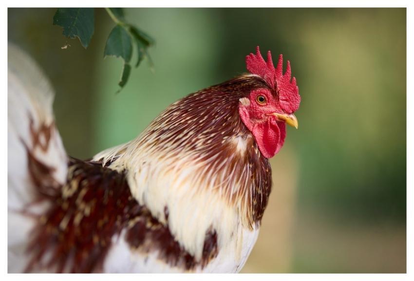 Haan Chicken Poultry Bird