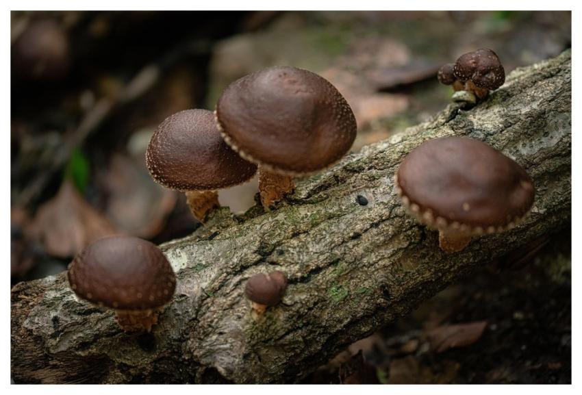 Wild Shiitake Mushroom Mountain Food Delicious