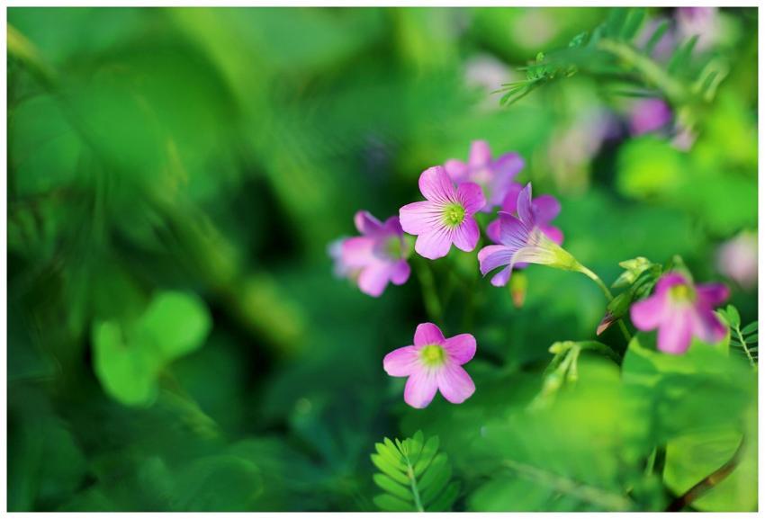 Close-up of blooming pink wildflowers amidst lush