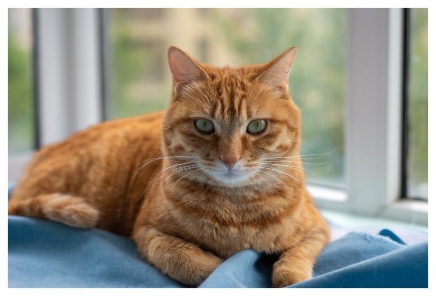 Pets Animal Cat Kitten