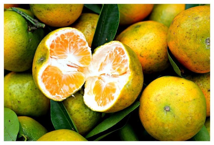 Fruit Citrus Oranges Fresh