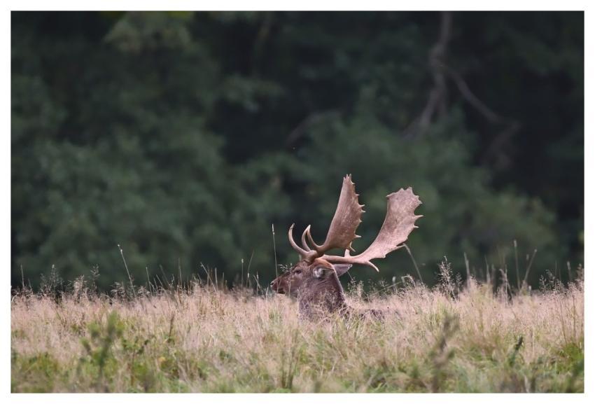 Fallow Deer Deer Wildlife Antler