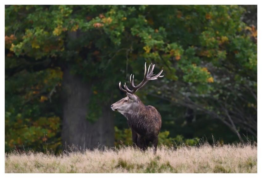 Deer Red Deer Wildlife Antler