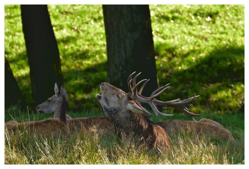 Deer Wildlife Forest Antler