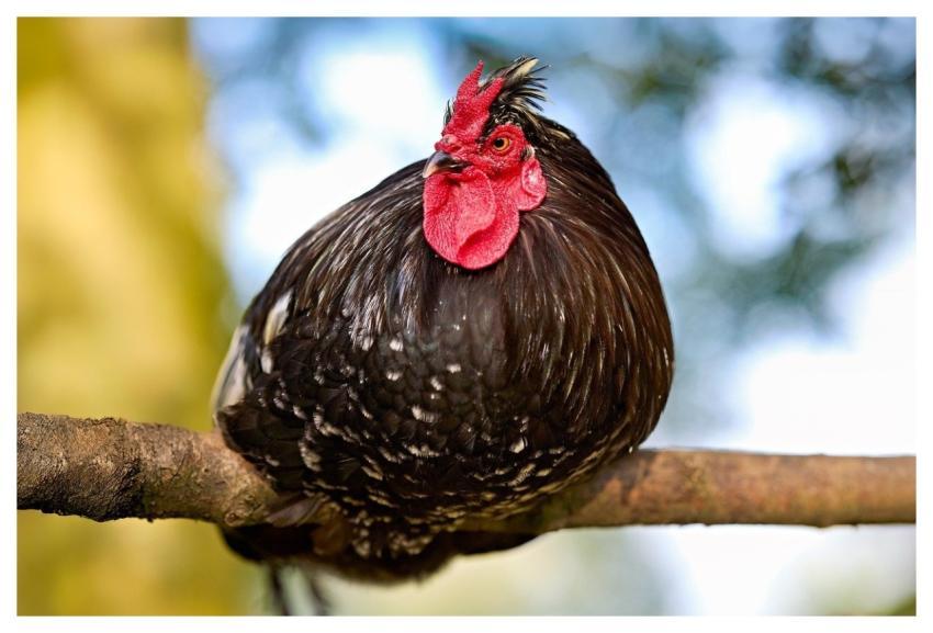 Haan Chicken Bird Poultry