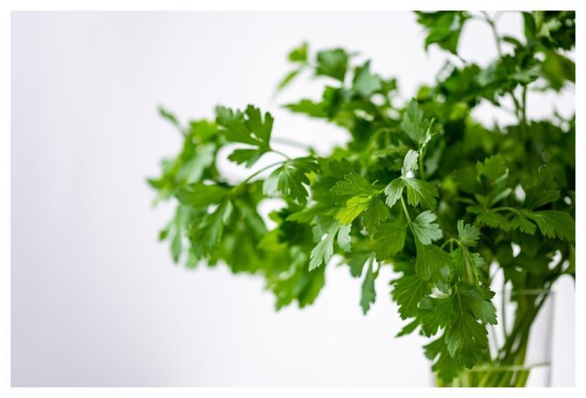 Parsely Green Nature Healthy