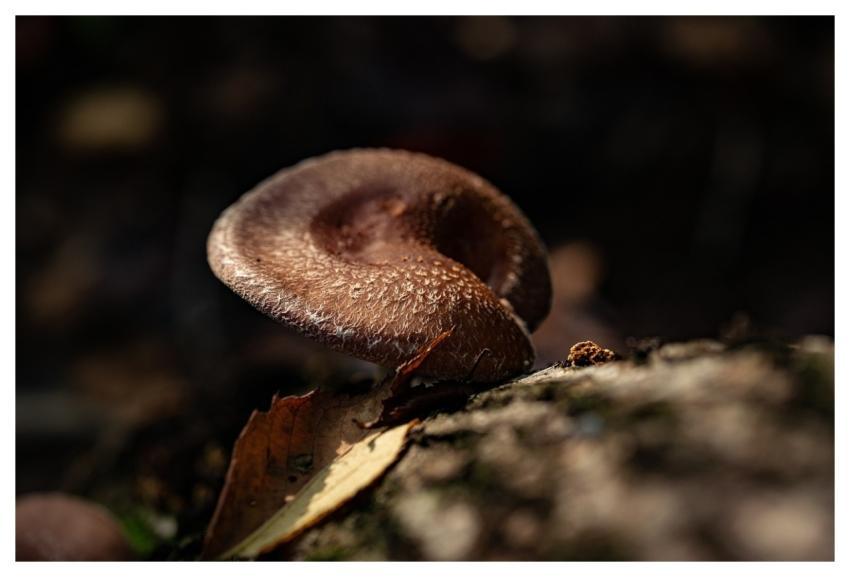 Mushroom Food Wild Delicious