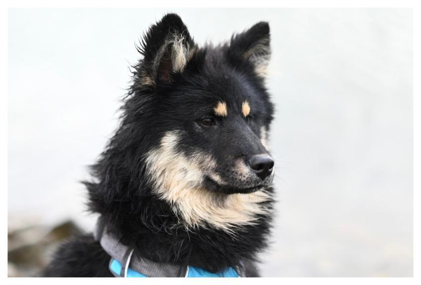 Dog Pet Animal Mammal