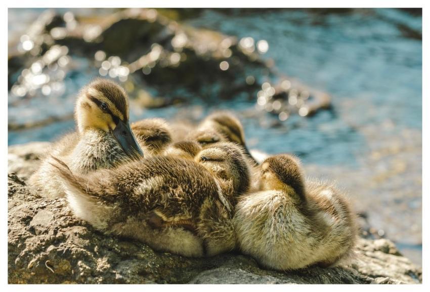 River Ducklings Ducks Nature