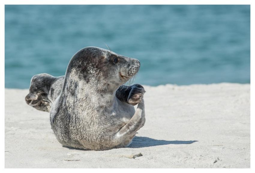 Gray Seal Nature Seals Animal