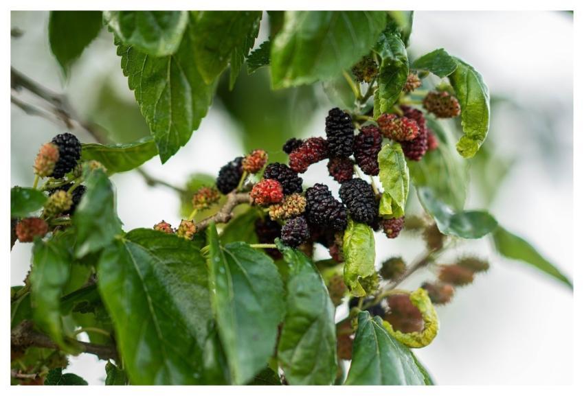 Mulberry Fruit Spring Eat Food