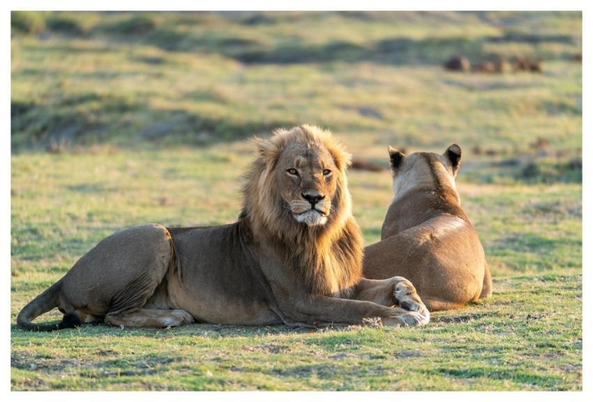 Lion Lioness Mane Carnivores