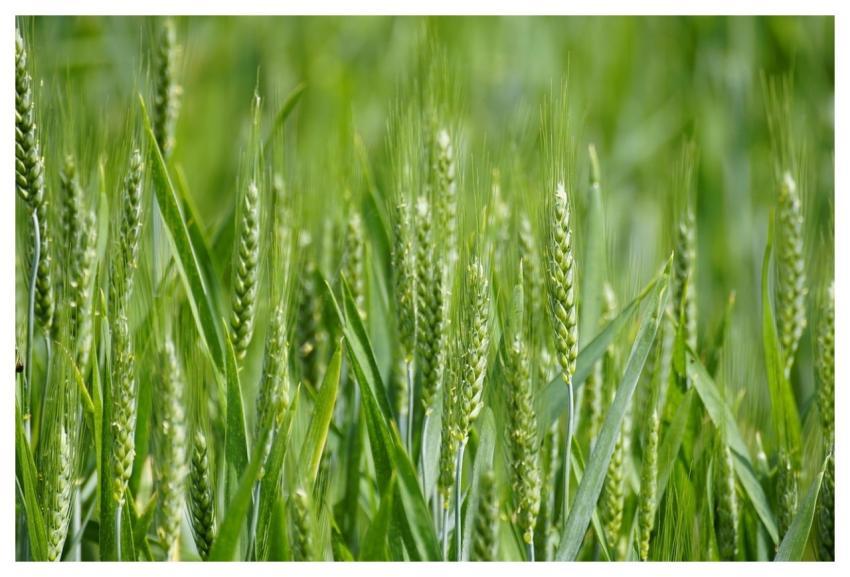 Wheat Grain Field Farmer