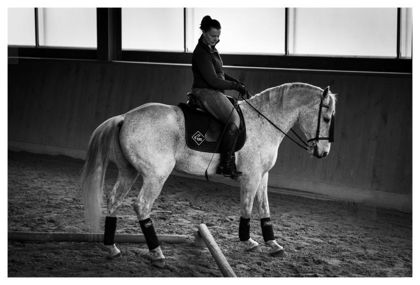 Horses Dressage Riding Man