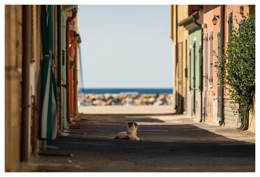 Street Dog Sea Italy