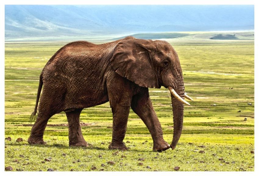 Elephant Safari Animal Defence