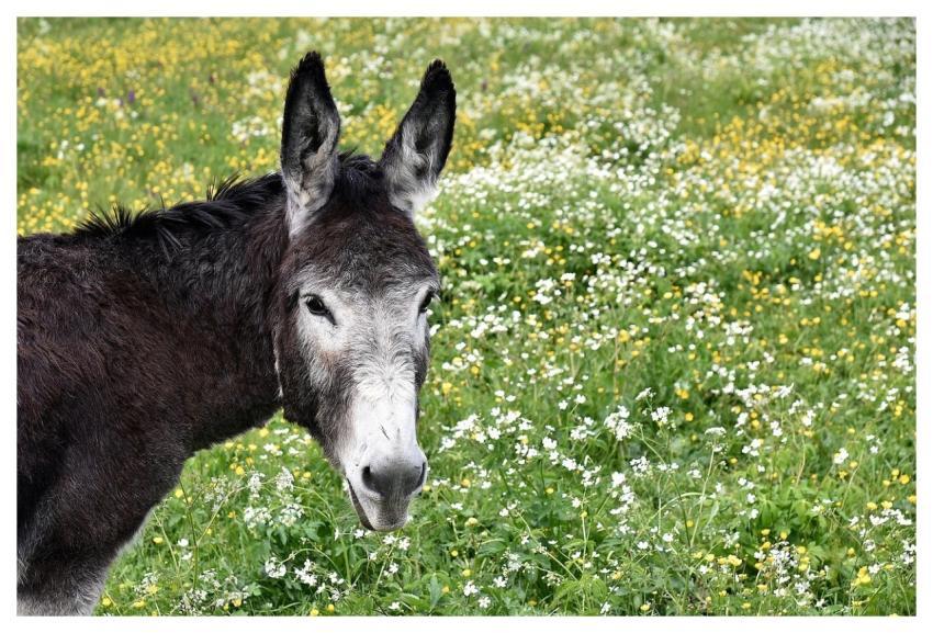 Donkey Pasture Prairie Animal