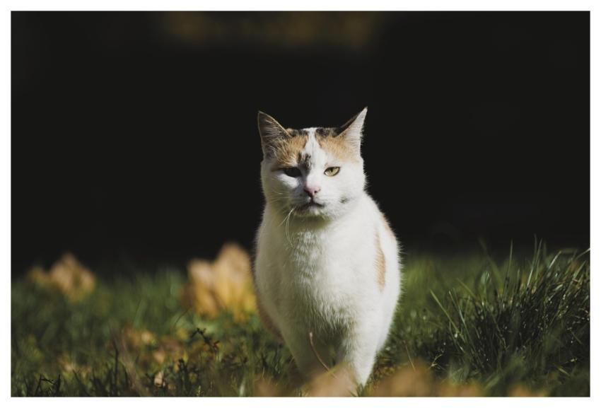 Cat Nature Animal Outdoors