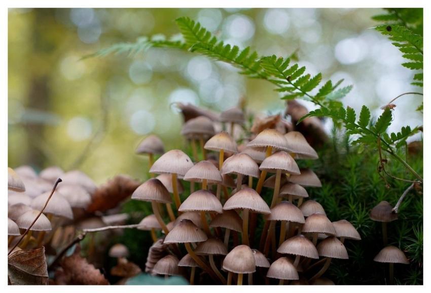 Mycena Mushrooms Fern Forest