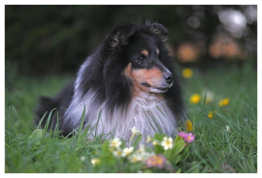 Knitting Shetland Sheepdog Animal Dog Nature