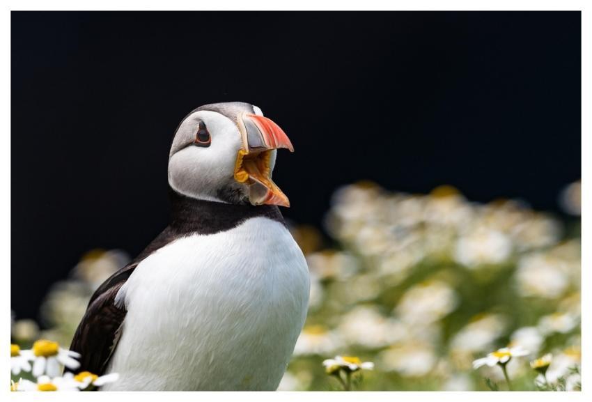 Puffin Bird Animal Seabird