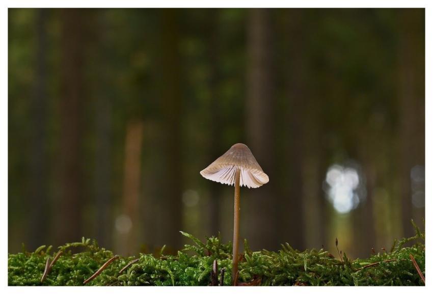 Mushroom Moss Forest Mycology