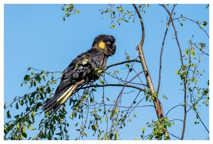 Yellow-Boring Black Cockatoo Cockatoo Australia Ta