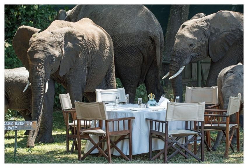 Elephants Elephant Camp Elephant Dinner Unexpected