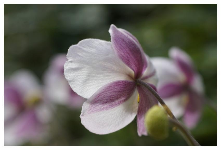Anemone Fall Anemone Flower White
