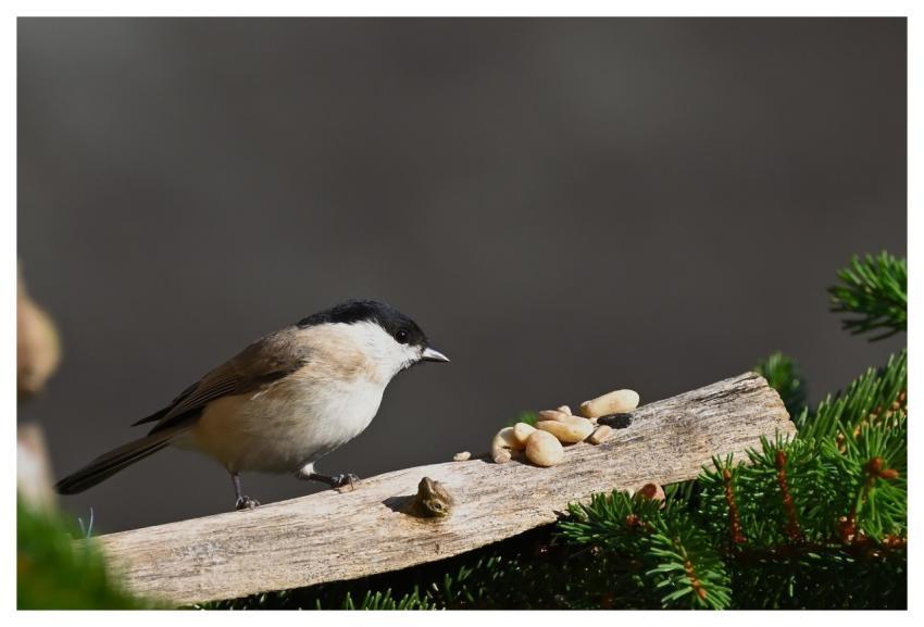 Tit Fir Tree Bird Beak