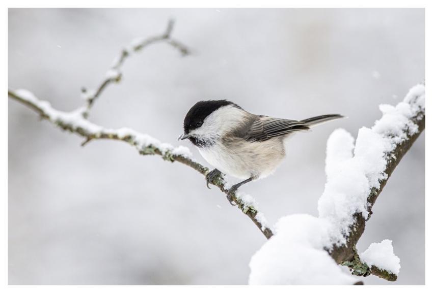 Willow Tit Snow Branch Perched