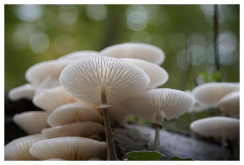 Mushrooms White Lamellae Forest