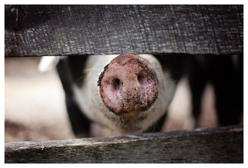 Pig Snout Nose Nature