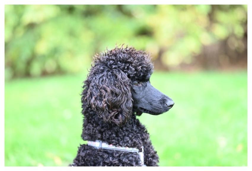 Royal Poodle Aglaë Dog Portrait Dog Animal