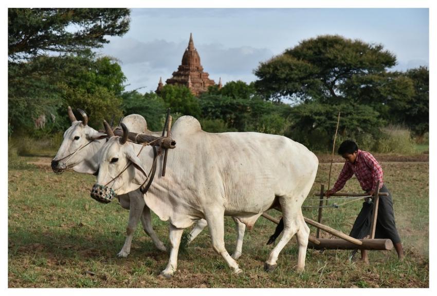 Plowman Burma Myanmar Farmer