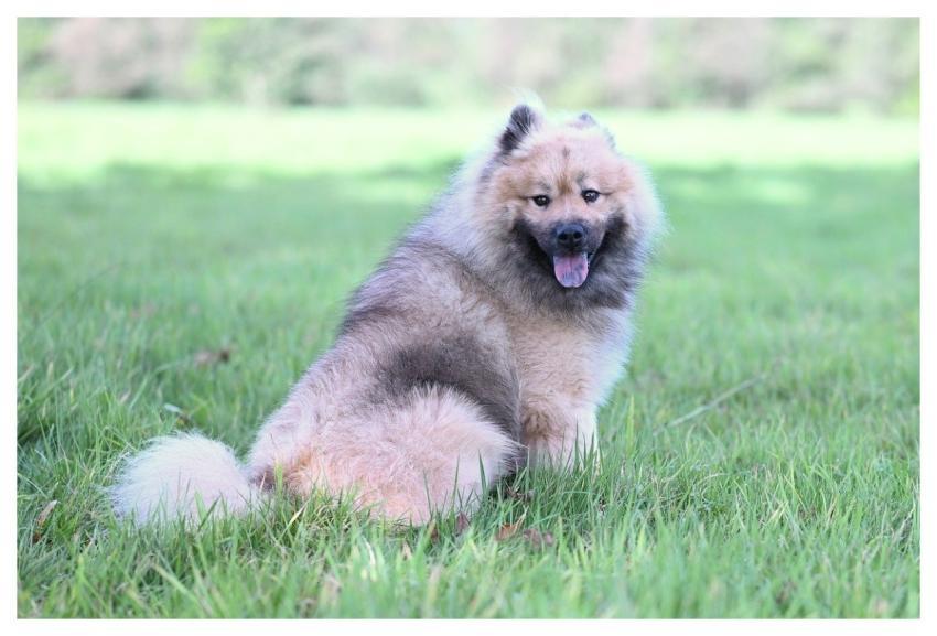 Eurasier Olaf Dog Animal Nature