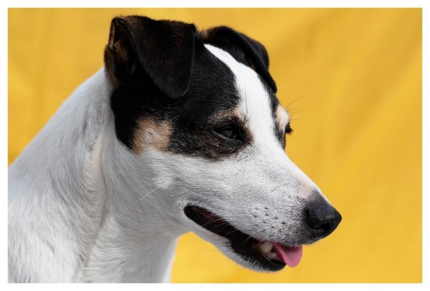 Dog Mac Wallpaper Animal Snout