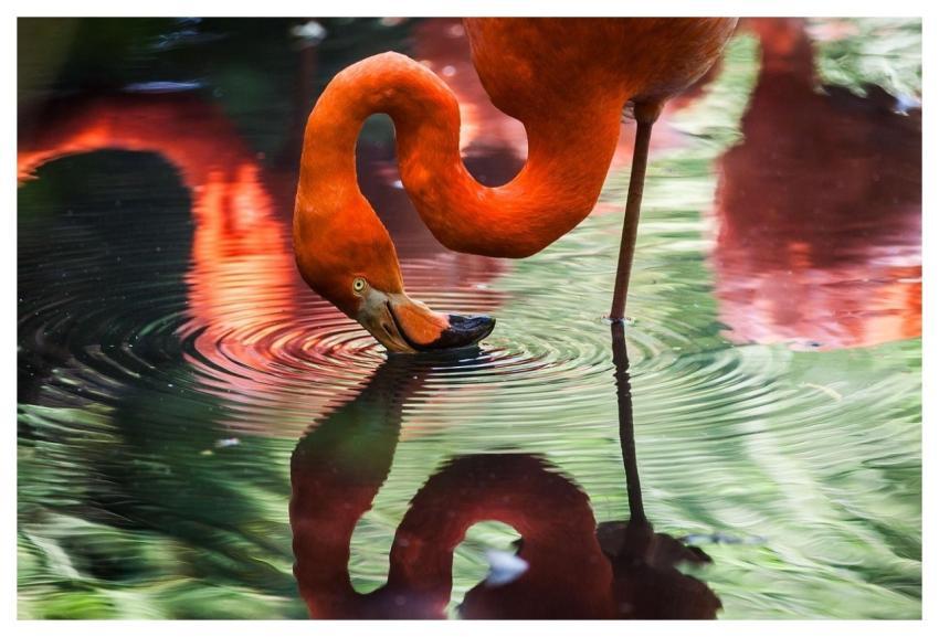 Animal Flamingo Water Avian