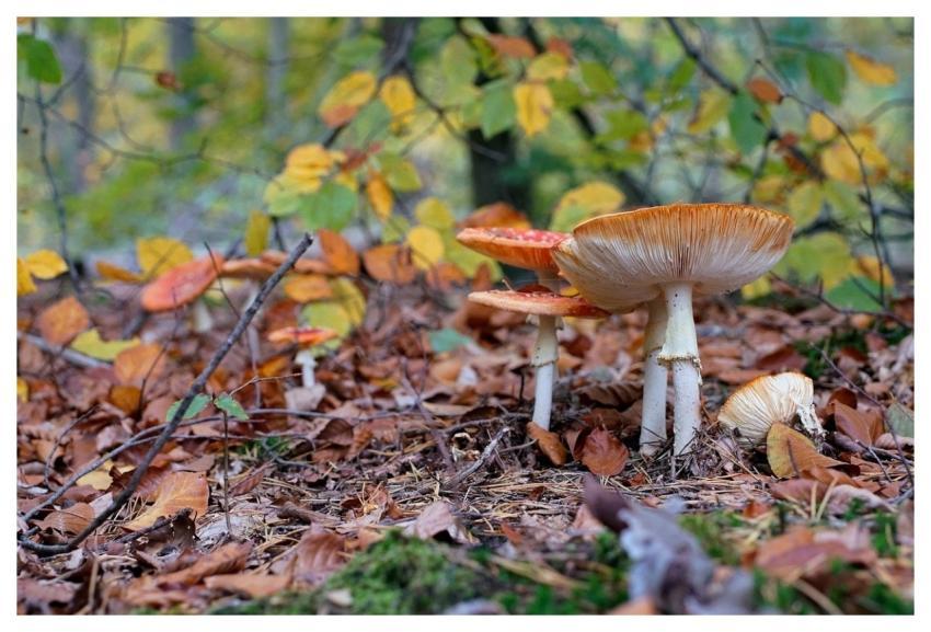 Forest Floor Mushrooms Fly Agaric Autumn