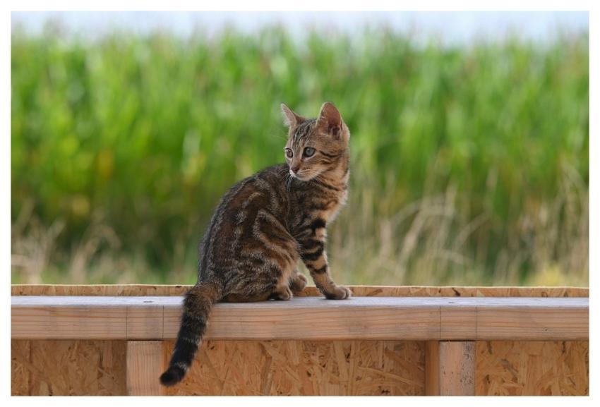 Feline Animal Cat Jaclou-Dl