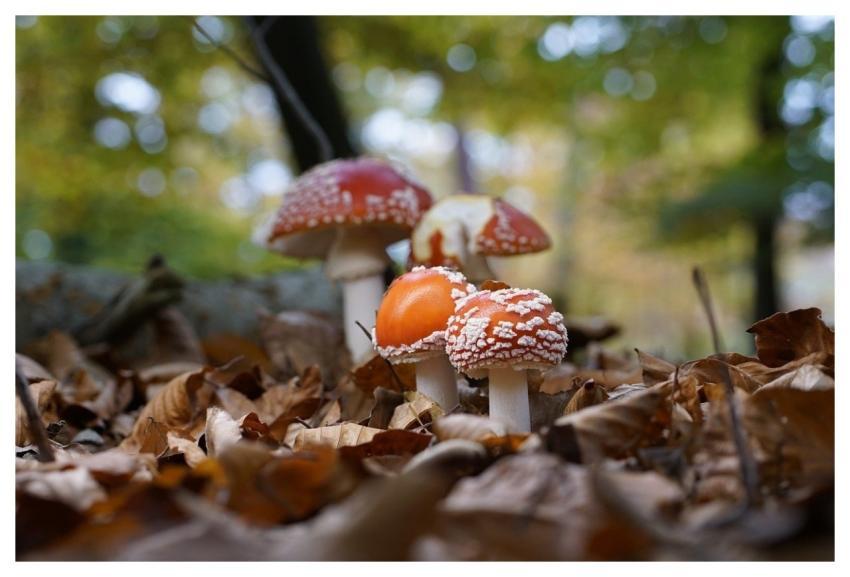 Fly Agaric Mushroom Red Mushroom Toadstool