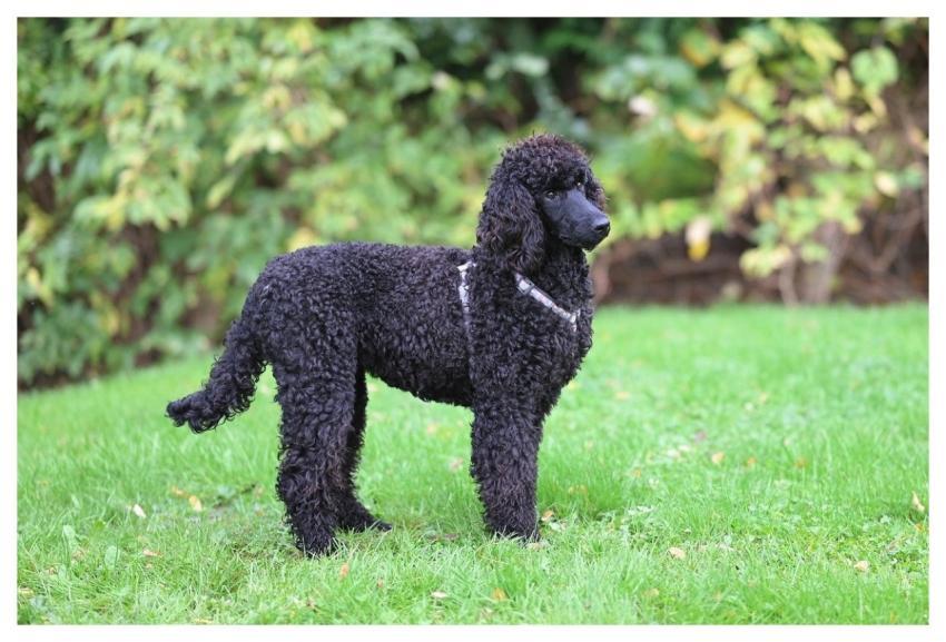 Royal Poodle Aglaë Black Dress Royal Poodle Poodle