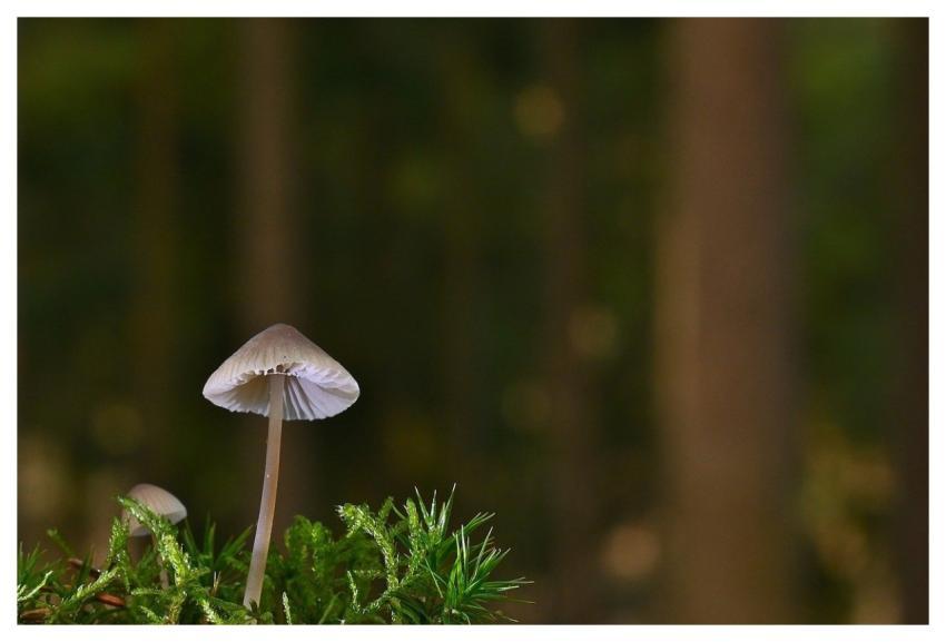 Mushroom Forest Nature Moss