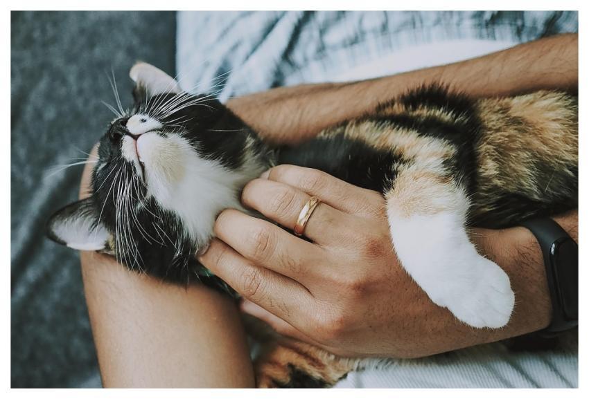 Cat Pet Care Pet Care