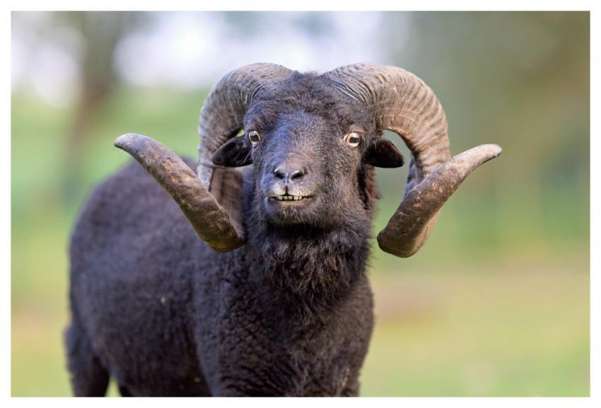 Ram Sheep Animal Mammal