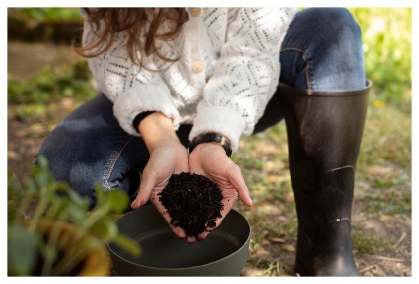Woman Hands Plant Maintenance Compost