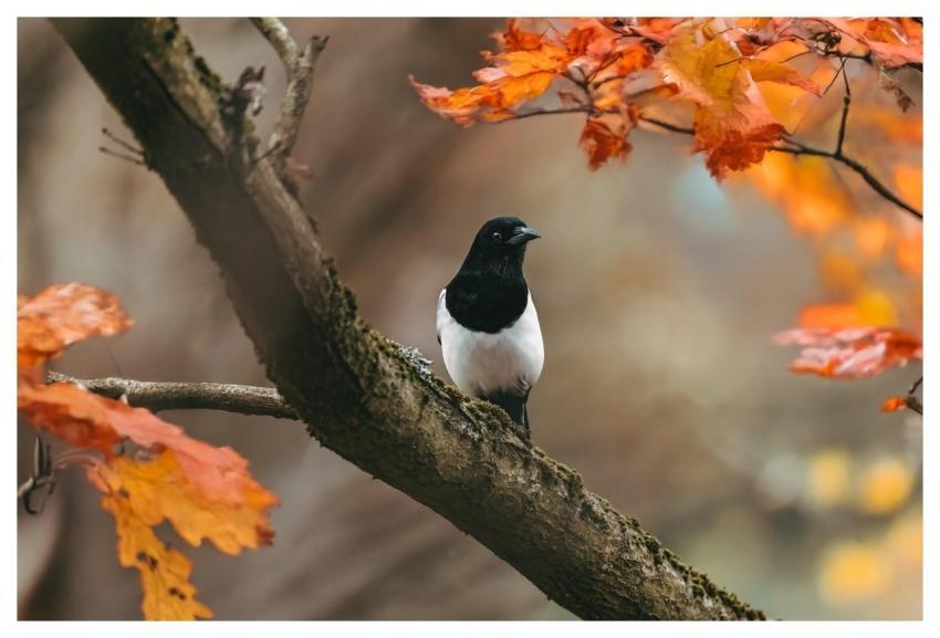 Bird Nature Wallpaper Gold Beautiful Wallpaper