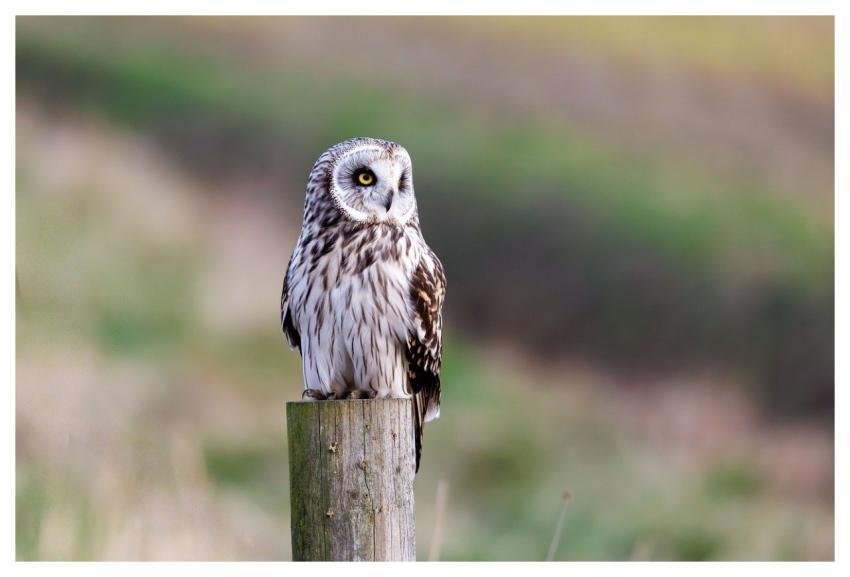 Short-Eared Owl Owl Bird Nature