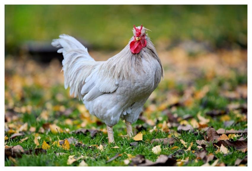 Haan Chicken Poultry Bird